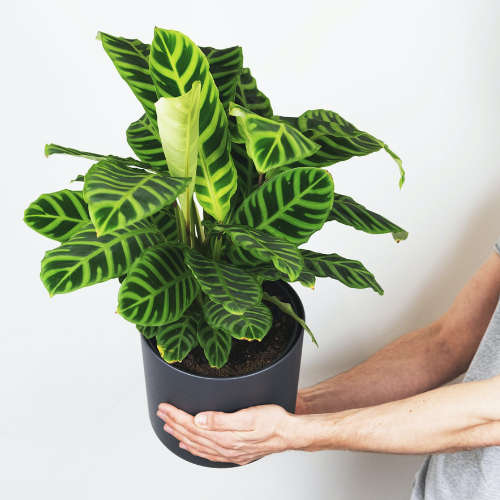 Rosliny-przyjazne-zwierzetom-calathea-