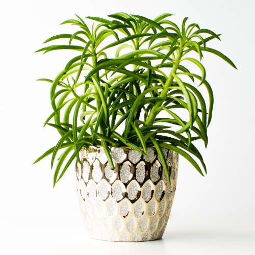Rosliny-przyjazne-zwierzetom-peperomia-