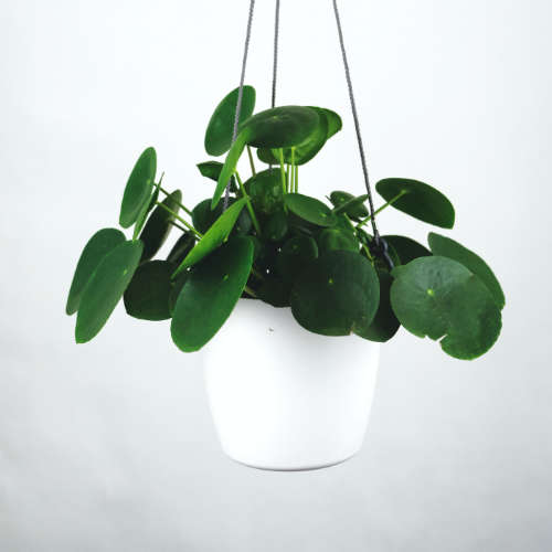 Rosliny-przyjazne-zwierzetom-pilea-peperomioides-