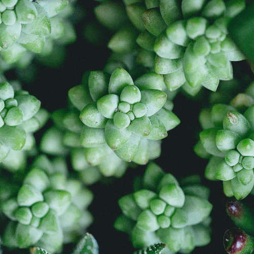 Rosliny-przyjazne-zwierzetom-sedum-