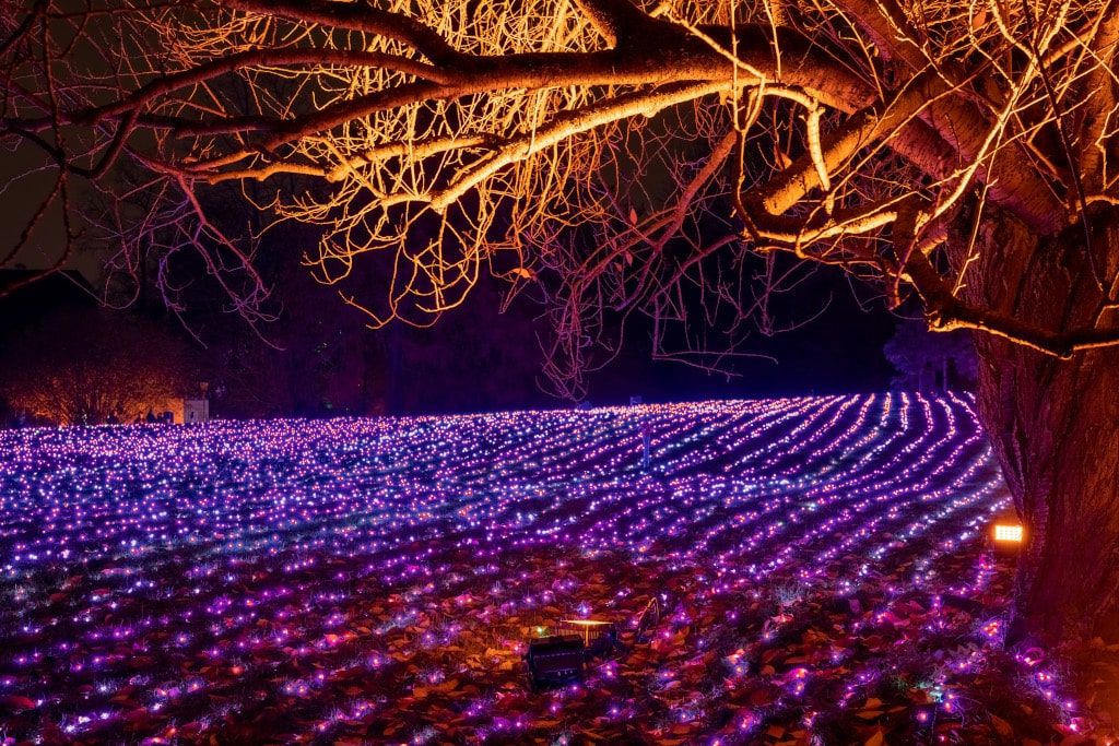 Christmas Garden Chorzów | Ogród Świateł w Chorzowie