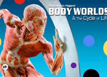 Body Worlds – The Cycle of Life | wystawa