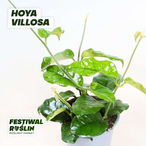 Festiwal-roslin-2